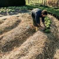 Découverte de la permaculture : plantes vertes et sécheresse