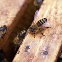 Jeudi 20 mai, journée mondiale des abeilles