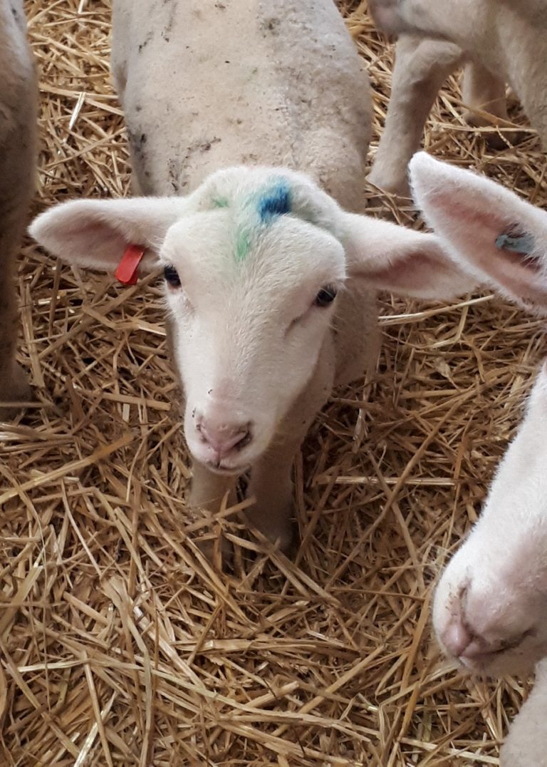 Chèvre et brebis l’importance de la saisonnalité Le Fenouil Biocoop