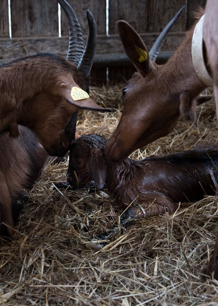 Chèvre et brebis l’importance de la saisonnalité Le Fenouil Biocoop