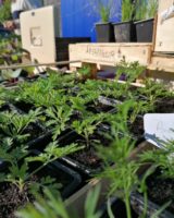 Vente de plants de légumes, de fleurs et d&rsquo;aromates