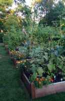 Atelier jardinage : conduire des cultures en été