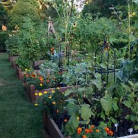 Atelier jardinage : conduire des cultures en été