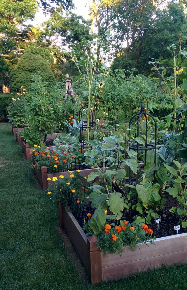 Atelier jardinage : conduire des cultures en été – Le Fenouil Biocoop