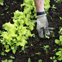 Atelier jardinage : les différentes méthodes de désherbage