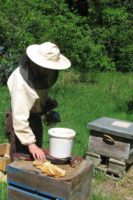 La Petite Abeille de Normandie, miels et confiseries de la ruche bio