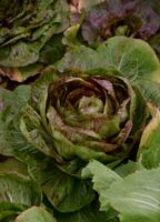 Ferme de la Moncesière, légumes bio diversifiés