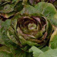 Ferme de la Moncesière, légumes bio diversifiés